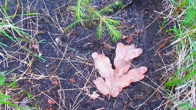 Красота спасёт мир... новая жизнь... запах весны... смотреть онлайн