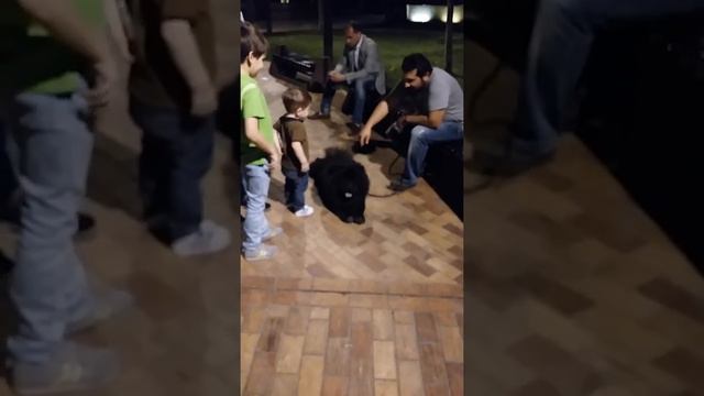 Короче говоря ,я встретил собаку чау чау смотреть онлайн