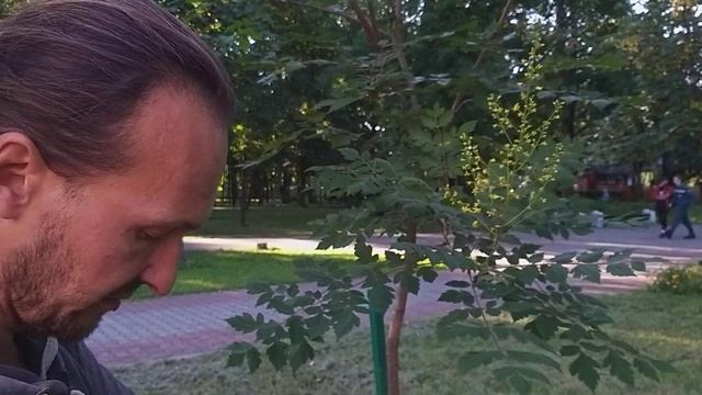 Кёльрейтерия метельчатая в Бресте смотреть онлайн