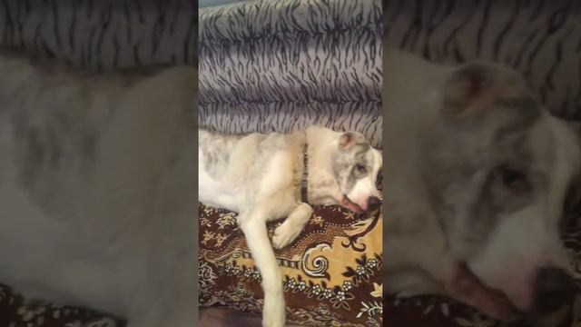 Алабай в квартире.Ему вовсе не плохо!!! смотреть онлайн