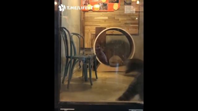 САМЫЕ СМЕШНЫЕ ЖИВОТНЫЕ! подборка смешных животных #6 | animals fails #6 смотреть онлайн