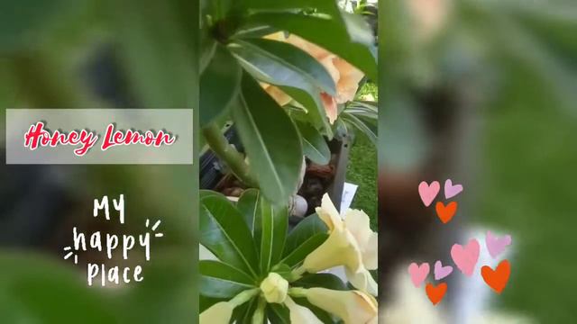 My Honey Lemon | Adenium #short #adenium