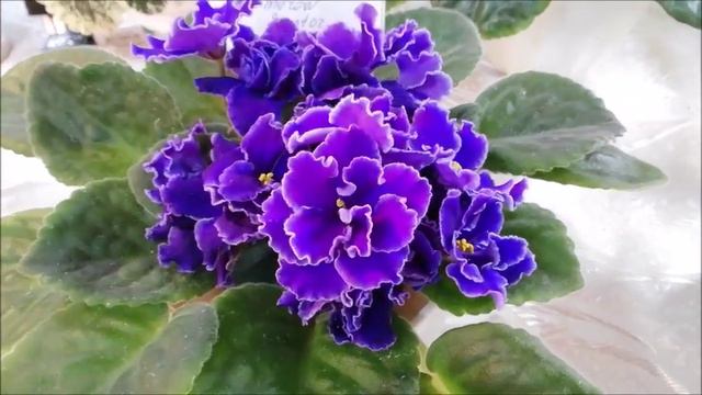 Фиалки. Выставка фиалок, растений-хищников и других экзотов.  Киев. Украина. 7.11.2019 г.