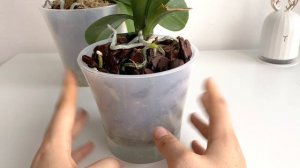 КАК ПРАВИЛЬНО поливать орхидею в ДВОЙНОМ ГОРШКЕ чтобы не загубить