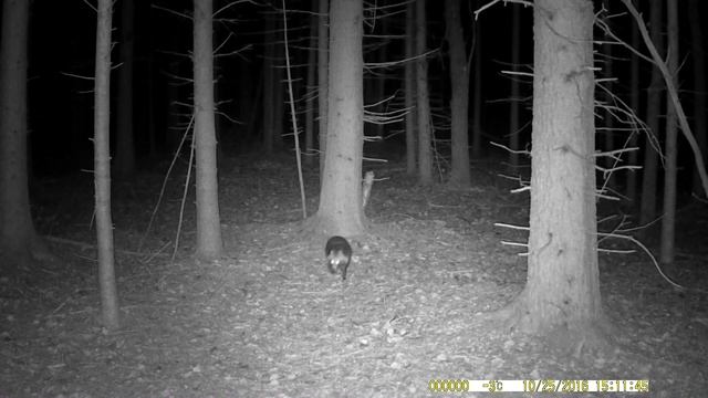 Кто живет в лесу?! Кадры с фотоловушки,2021