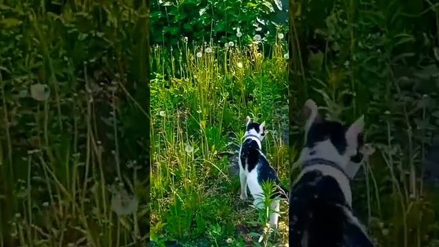 Всем хорошего лета и отдыха!?Марс радует Вас прогулками по даче?? #cat #милота #питомцы #кот #дача смотреть онлайн