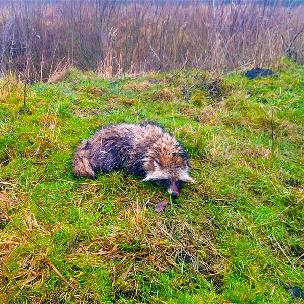 ОХОТА НА ЗАЙЦА И ПУЛЕНЕПРОБИВАЕМЫЙ ЕНОТ смотреть онлайн