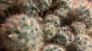 Маммиллярия пролифера. бутоны. кактус.