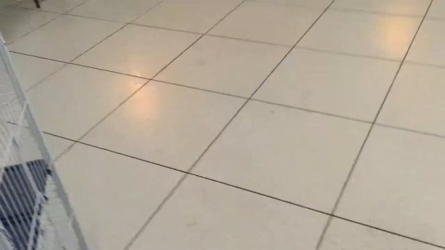 Выставка "Живая Африка" смотреть онлайн