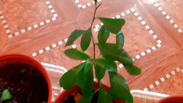 Болезни цитрусовых саженцев лимоны и мандарины . смотреть онлайн