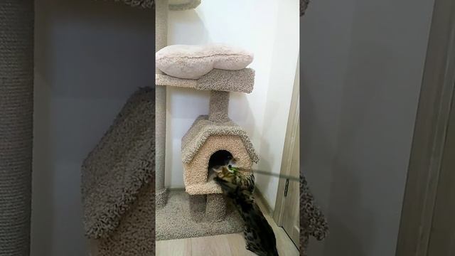 Бенгальская кошка Sandy играет.