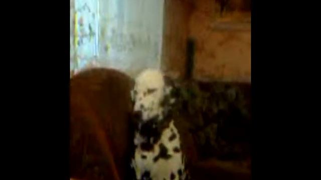 Собака далматинец засыпает во время обеда