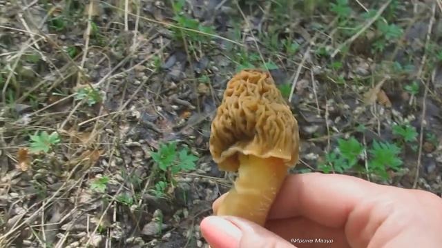 Где растет сморчковая шапочка. Morels. смотреть онлайн