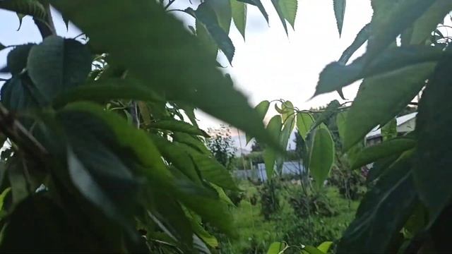 Ранний сорт очень крупной черешни Ипуть!!! смотреть онлайн