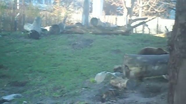 Жизнь в Германии. Хойерсверда. Зоопарк. Медведи. смотреть онлайн