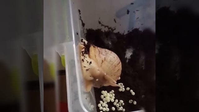 Ахатина откладывает яйца смотреть онлайн