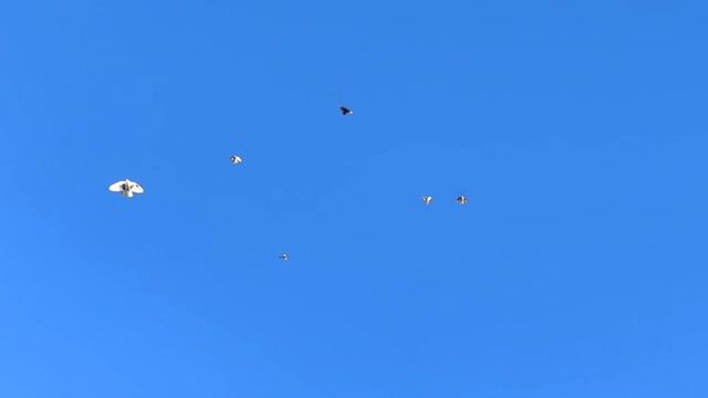 Николаевские голуби в Америки смотреть онлайн