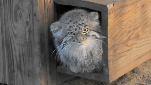 Манул - Felis manul смотреть онлайн