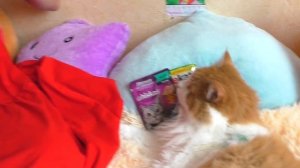 Что нам ПРИСЛАЛИ в посылке? / Распаковка / Alisa Easy Pets