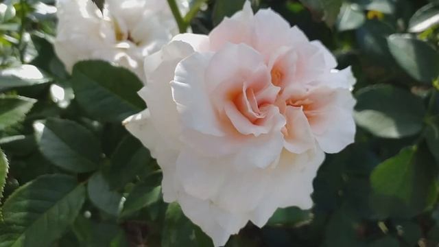 РОЗА БЕЛАЯ, РОЗА КРАСНАЯ - обильные и прекрасные...Съёмка 21 августа #лучшиерозы смотреть онлайн