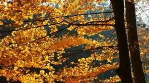 Очень сильные и нежные стихи читает В Корженевский