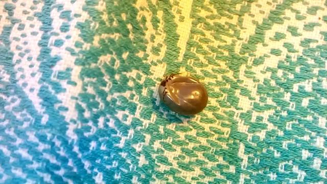 Смешные Моменты с Животными