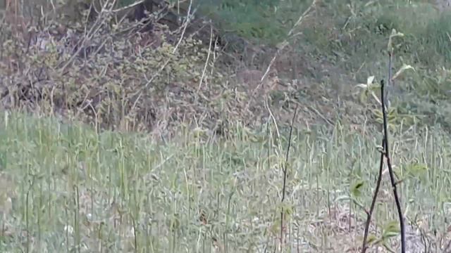 сбор дикоросов папоротник п. Маго, посолка, засолка папоротника. смотреть онлайн