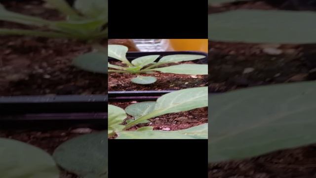 ПЕТУНИЯ КАСКАДНАЯ ... смотреть онлайн