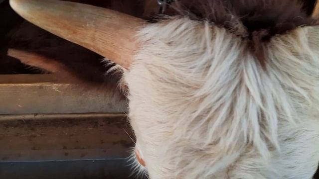 ВЫГОДНО ЛИ ДЕРЖАТЬ КРС ?