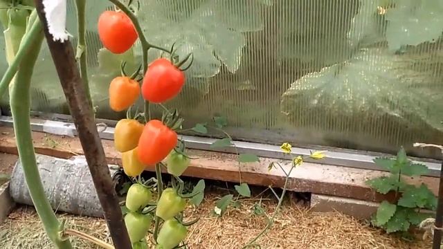 ОБЗОР СОРТОВ ТОМАТОВ КАЗАНОВА, ЧЕРРИ, ИНЖИР РОЗОВЫЙ, ОРАНЖ.КЛУБНИЧКА.Ч.1 смотреть онлайн