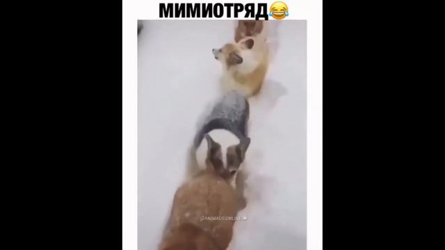 Животные самые смешные приколы видео сборник 2021 смотреть онлайн