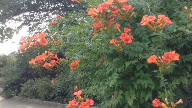 Campsis radicans смотреть онлайн