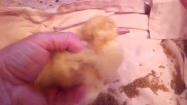 Почему УТЯТА переворачиваются и падают на спину. Как помочь?