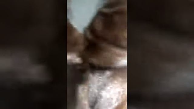 ДОБРОТНАЯ НОРКОВАЯ ШУБА КОРИЧНЕВОГО ЦВЕТАДОБРОТНАЯ НОРКОВАЯ ШУБА КОРИЧНЕВОГО ЦВЕТА смотреть онлайн