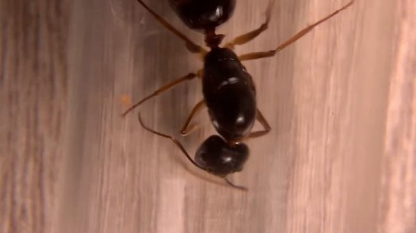 Кампонотус Митис  (Camponotus mitis) Обзор  вида муравьев #3