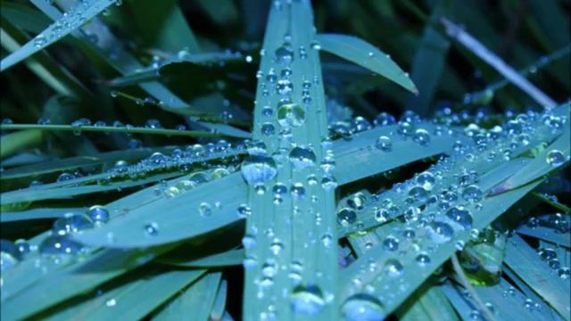 To You, My Love By Alfia Yussupova © 2009.mp4