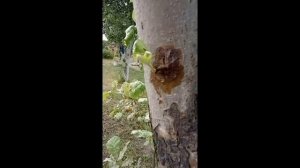 Весенняя прививка яблонь подробно Как привить яблоню