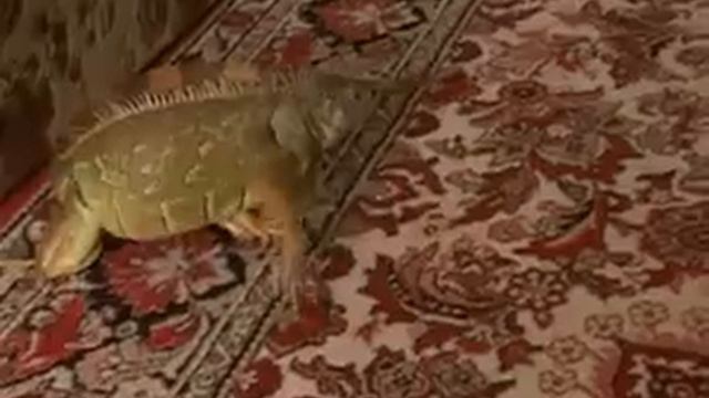 Игуана.mp4 смотреть онлайн