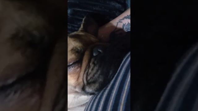 Уснул Кокося) мимимишечка,хропуля) смотреть онлайн