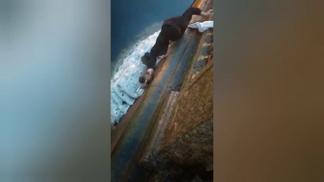 Спасение КОТА из канала Грибоедова смотреть онлайн