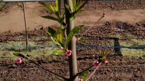 Персик веретено ,продолжаем наблюдение после цветения.