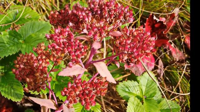 Боголюбово Июль Сентябрь, 2014 смотреть онлайн