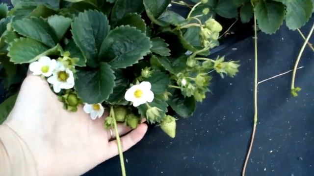 Нейтралы-второгодки - клубника #Мурано, #Вивара, #Маджестик медио, #Кабриллио, #Альбион г. Омск смотреть онлайн
