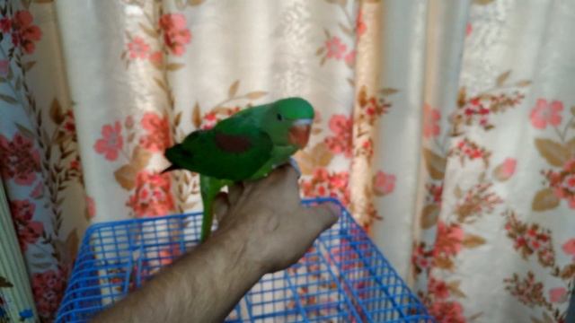 Александрийский попугай. смотреть онлайн