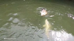 Они Сожрут Любого за 1 Минуту — Самые Опасные Речные Рыбы в Мире