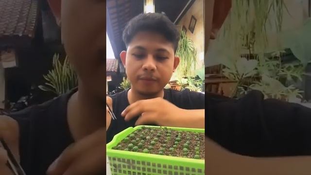 Repotting Seedling Kaktus Astrophytum Asterias смотреть онлайн