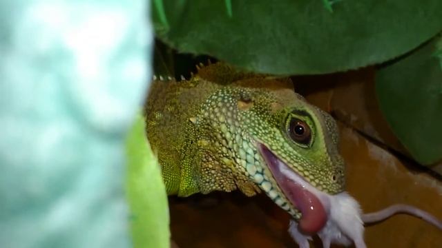 Agama kočinčinská (vodná) žerie myš, Агама водяная ест мышь, eats a mouse смотреть онлайн