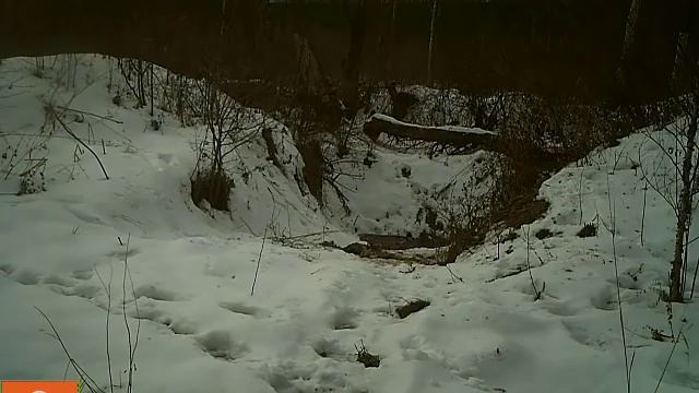 Тигр Владик. Погоня за кабаном смотреть онлайн