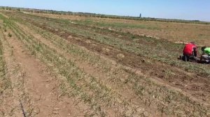 Уборка однозубки чеснока
