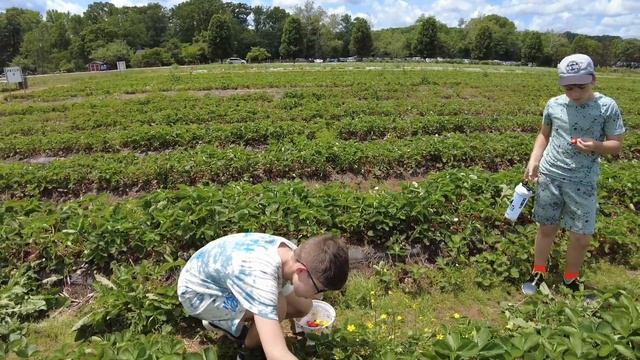 На американскую ферму за клубникой смотреть онлайн